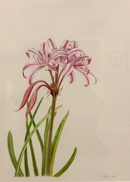 joann cox acrylic