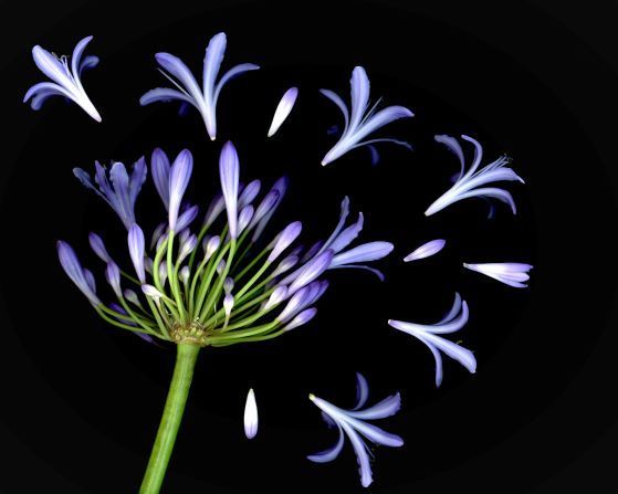 nikki shaw scanograph of flowers