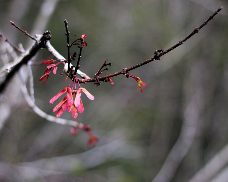 nikki shaw photograph of flower