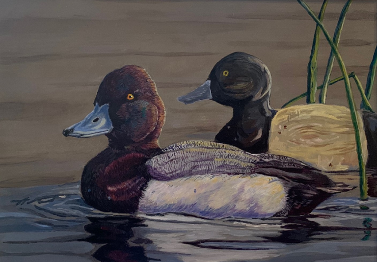 acrylic painting of bluebill ducks