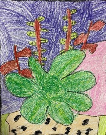 succulent study art