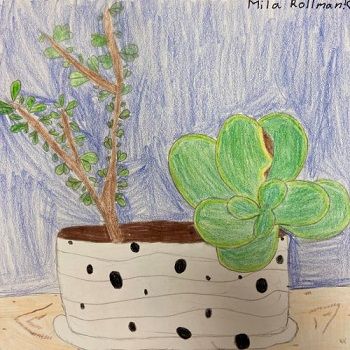 succulents in pot art