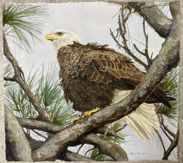 watercolor of eagle