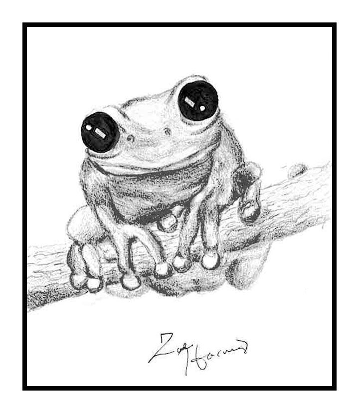 frog drawing