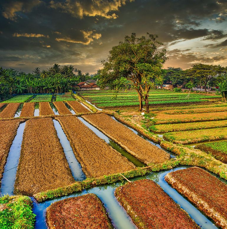 Flooded rice paddies at sunset with green fields, muddy plots, and a lone tree under a dramatic sky