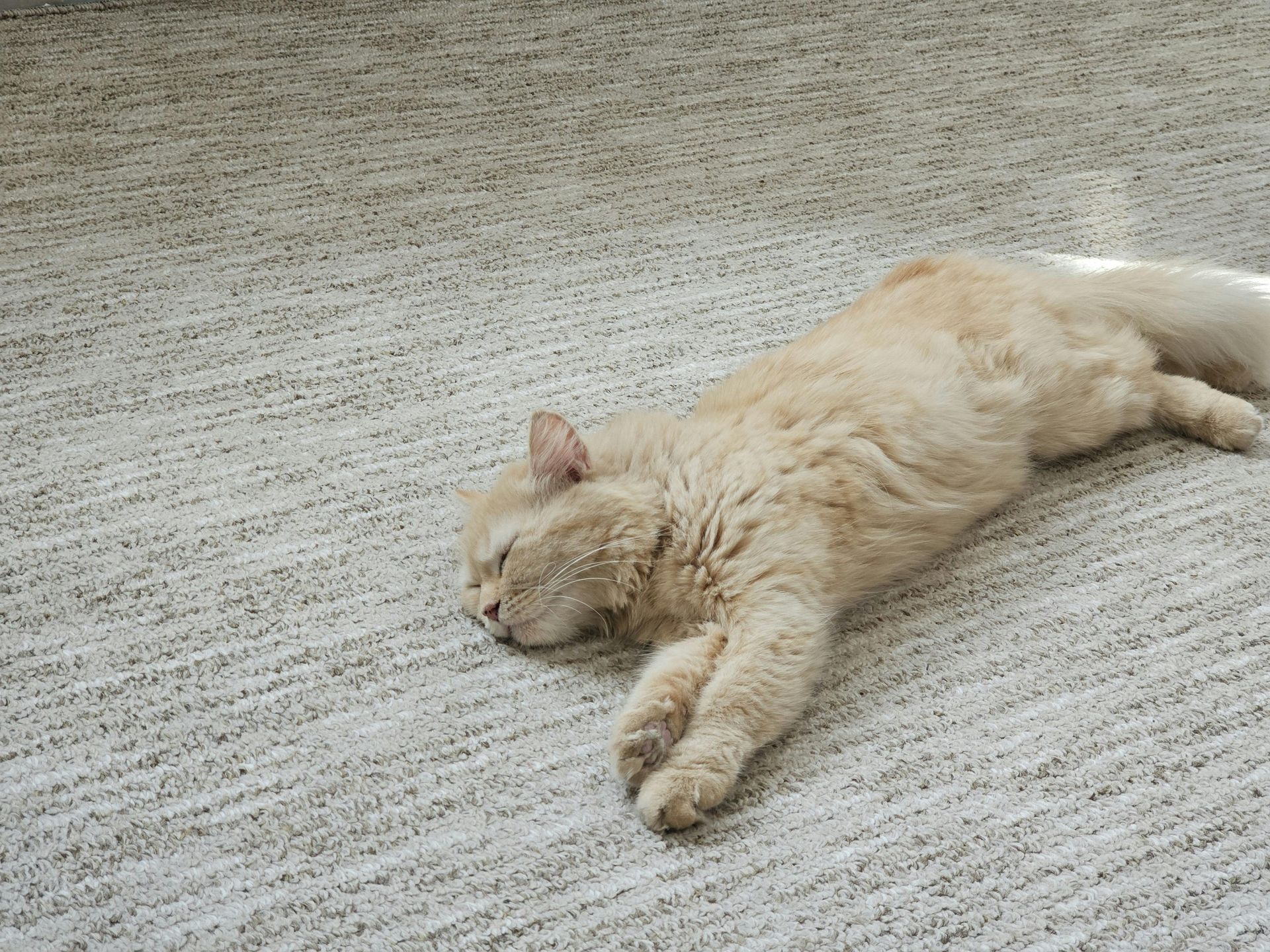 A fluffy, light cream-colored cat sleeping peacefully while stretched out on a light-colored, textured carpet.