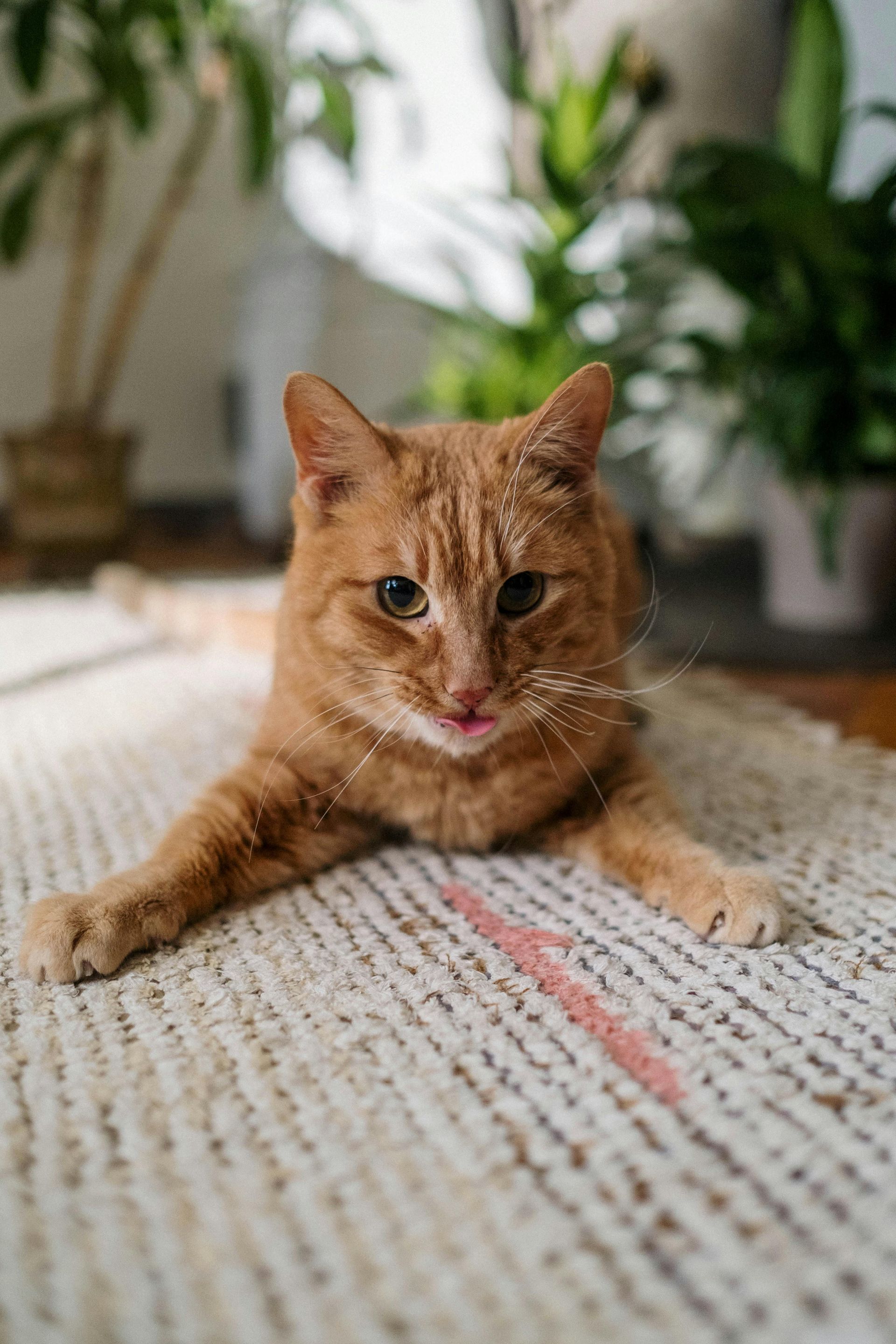 An orange cat lying on a textured white rug with its tongue slightly sticking out, surrounded by indoor plants.