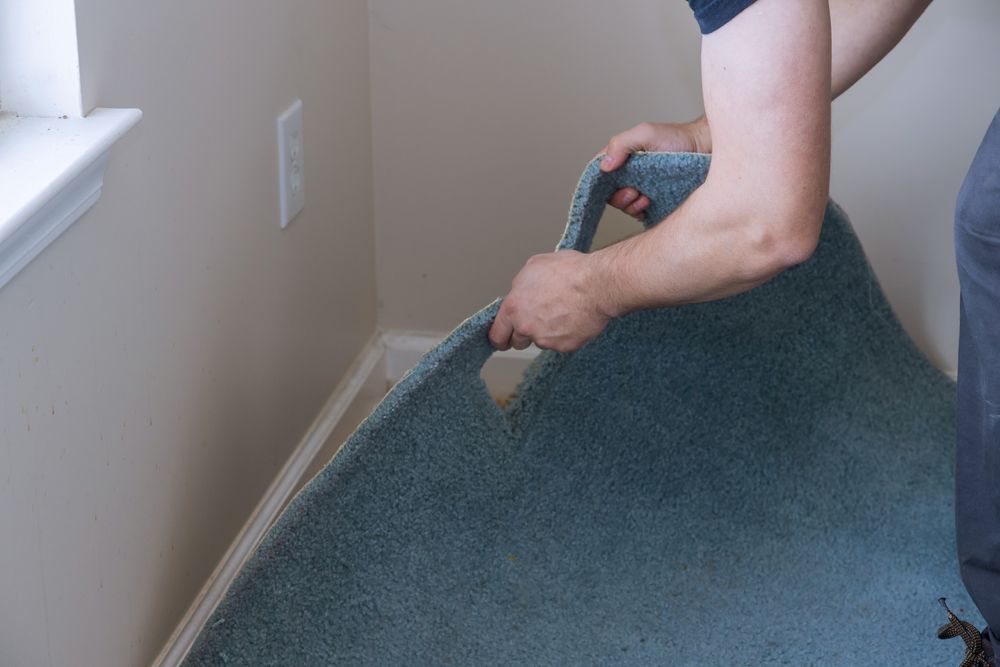 A person lifts a section of blue carpet from a floor near a white wall and baseboard.