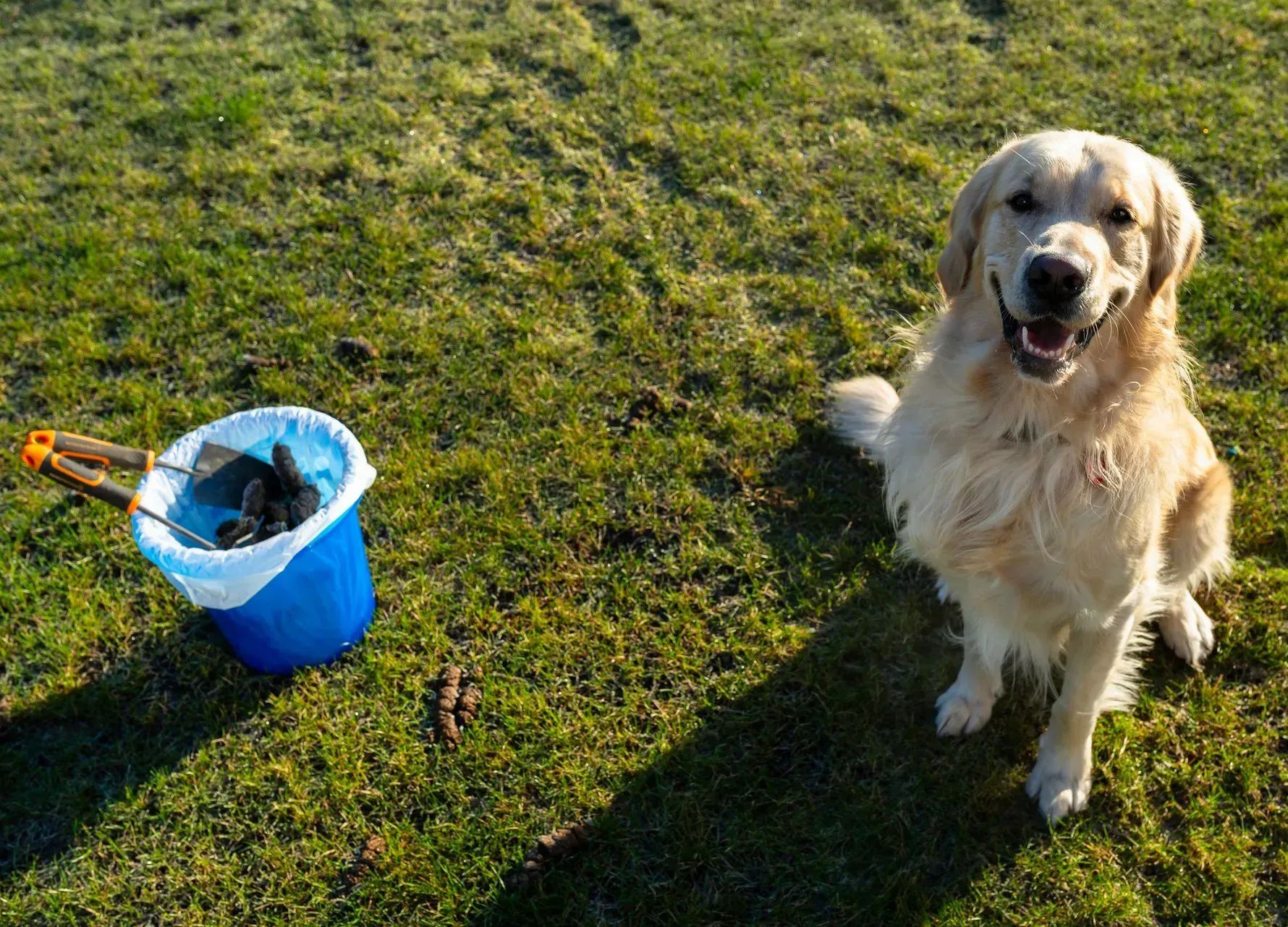 Golden retriever sitting on grass beside a blue bucket and orange toy, smiling in sunlight