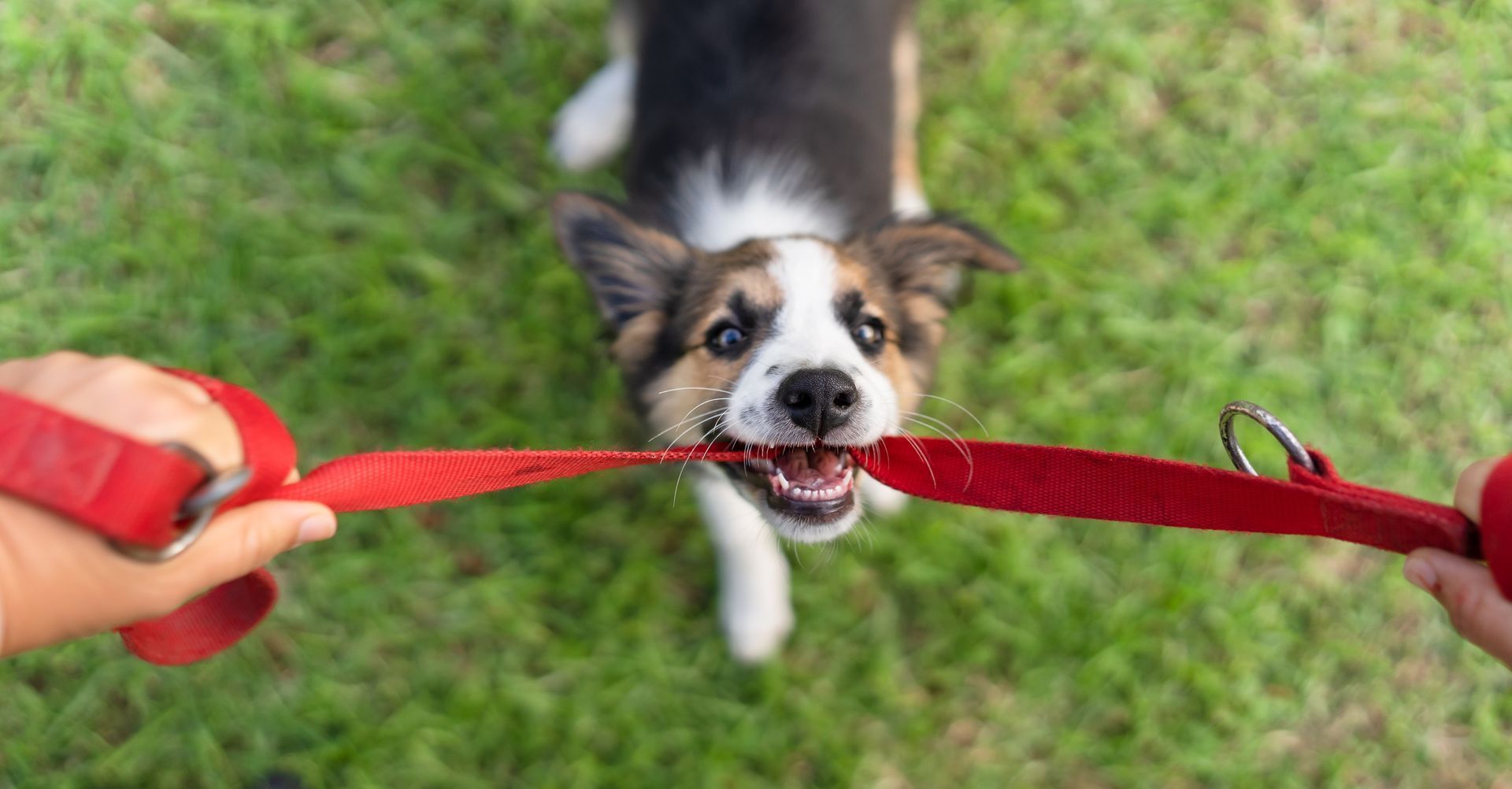 Dog playfully tugs on a red leash held by two hands on green grass.