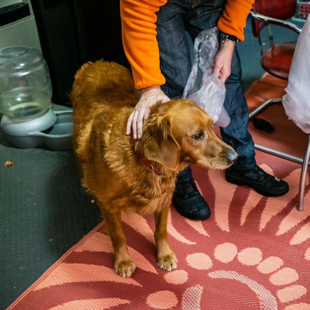 A golden retriever dog being petted by a person in an orange jacket.