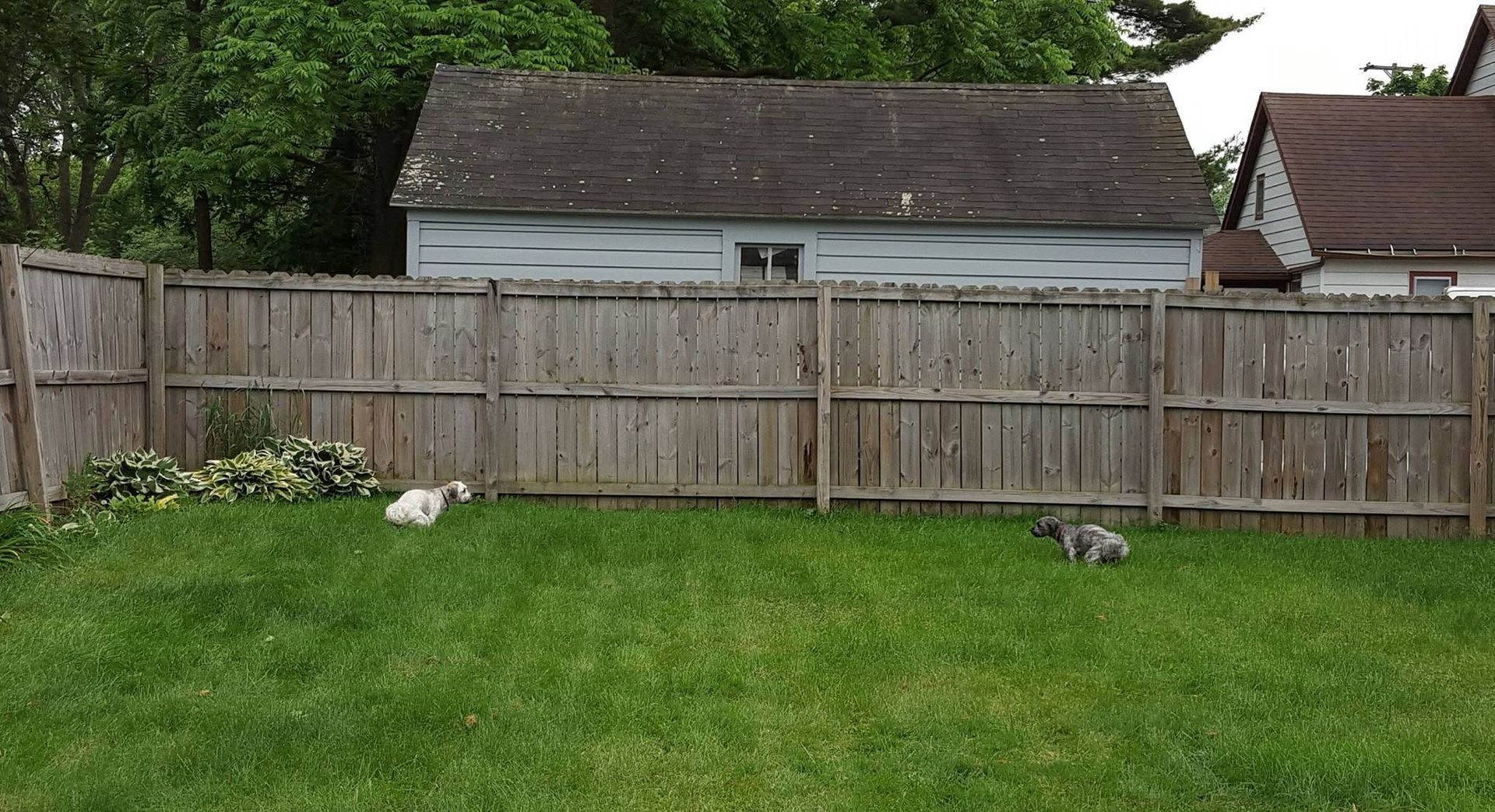 Backyard with green lawn, wooden fence, shed, and two small dogs running across the grass