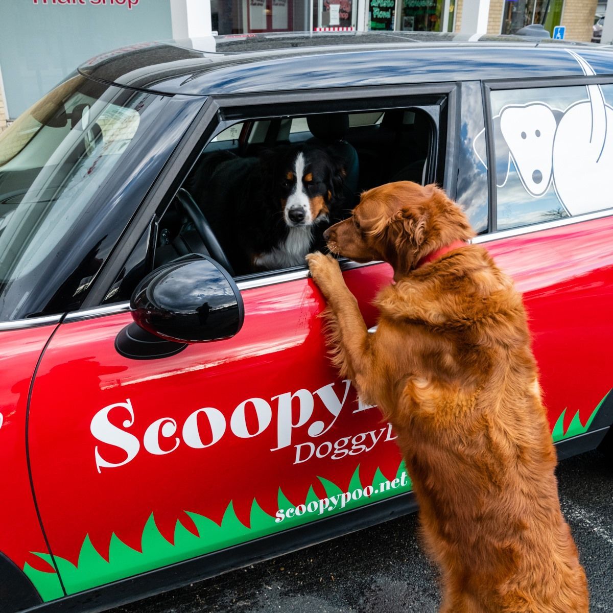 Dog leans into red car with 