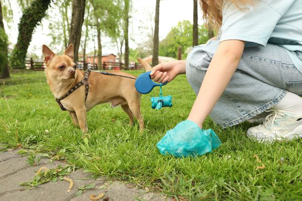 Person picking up dog waste with a blue bag in a park; dog on leash watches.