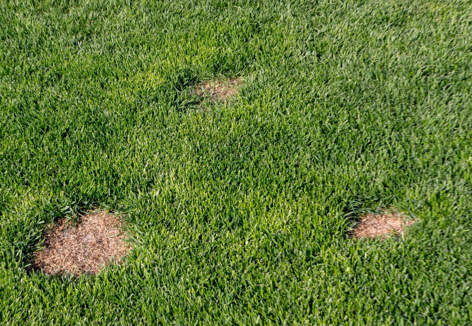 Green grass with several small brown patches of bare or dead turf
