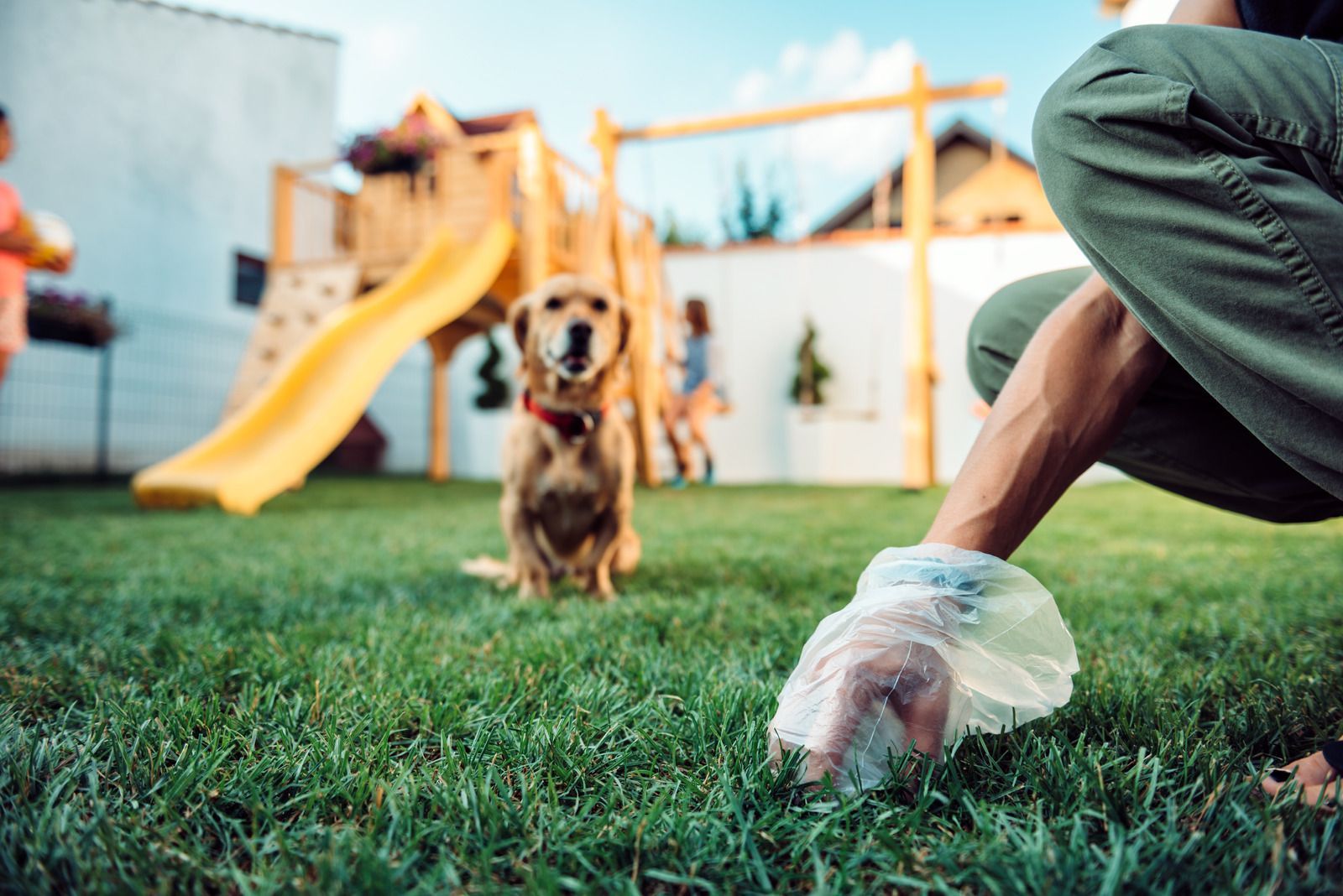 Person in a glove picking up dog waste on grass, with a small dog and playground in the background