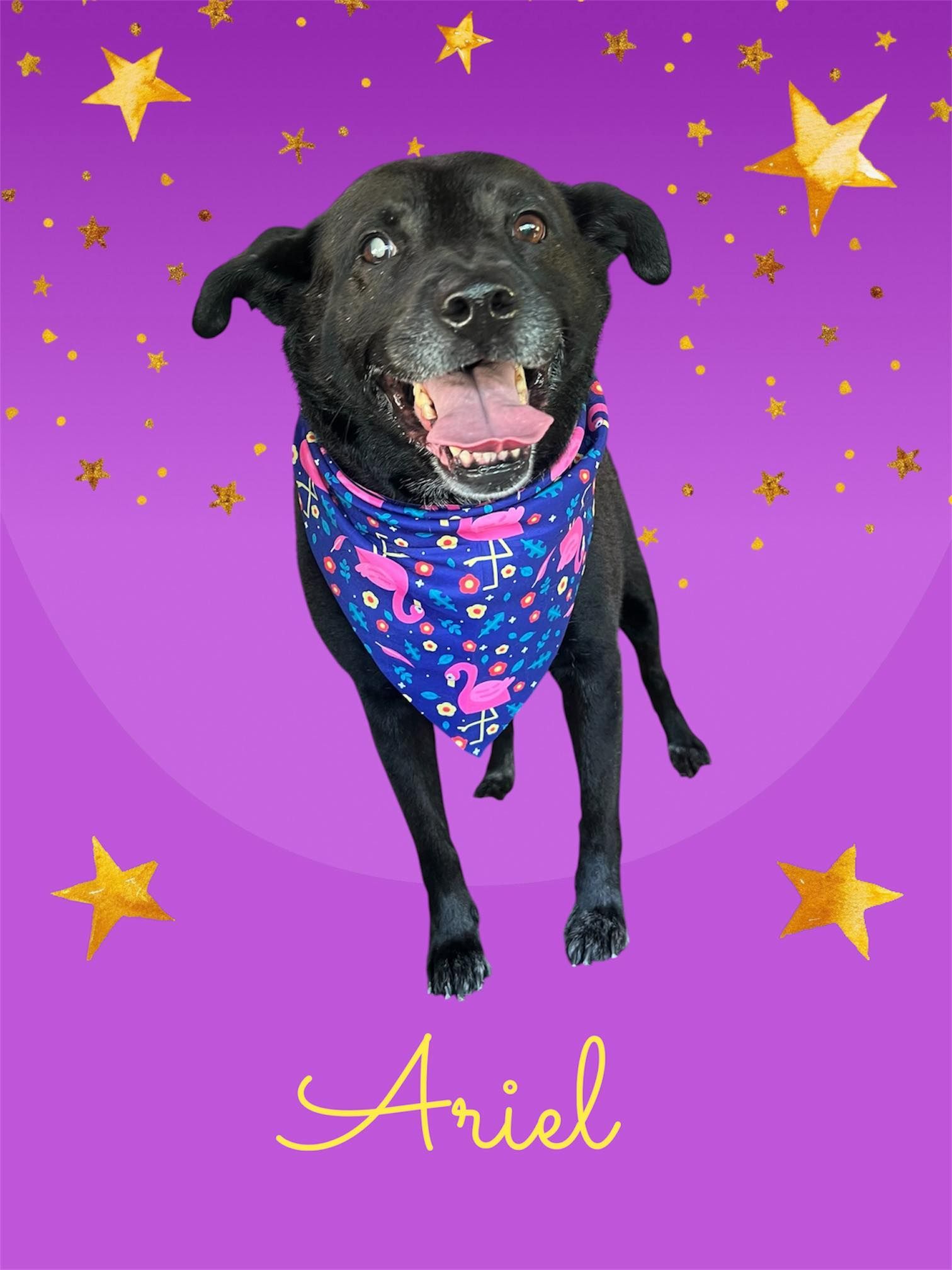 Black dog in a blue bandana on a purple starry background, with “Ariel” written below.