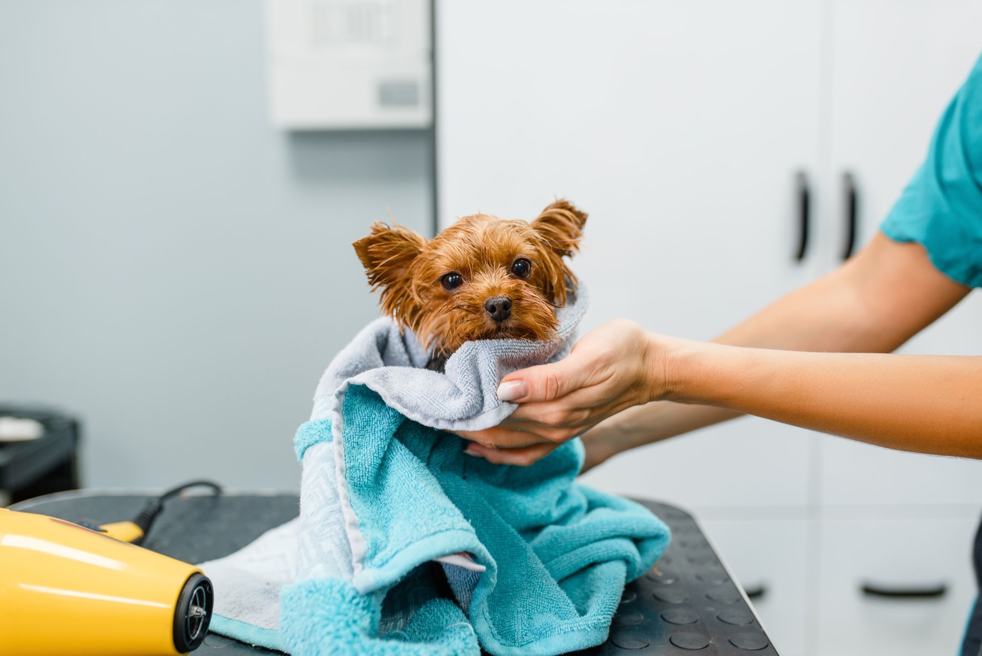 A groomer drying a small, wet brown dog with a soft, teal-and-gray towel on a grooming table.