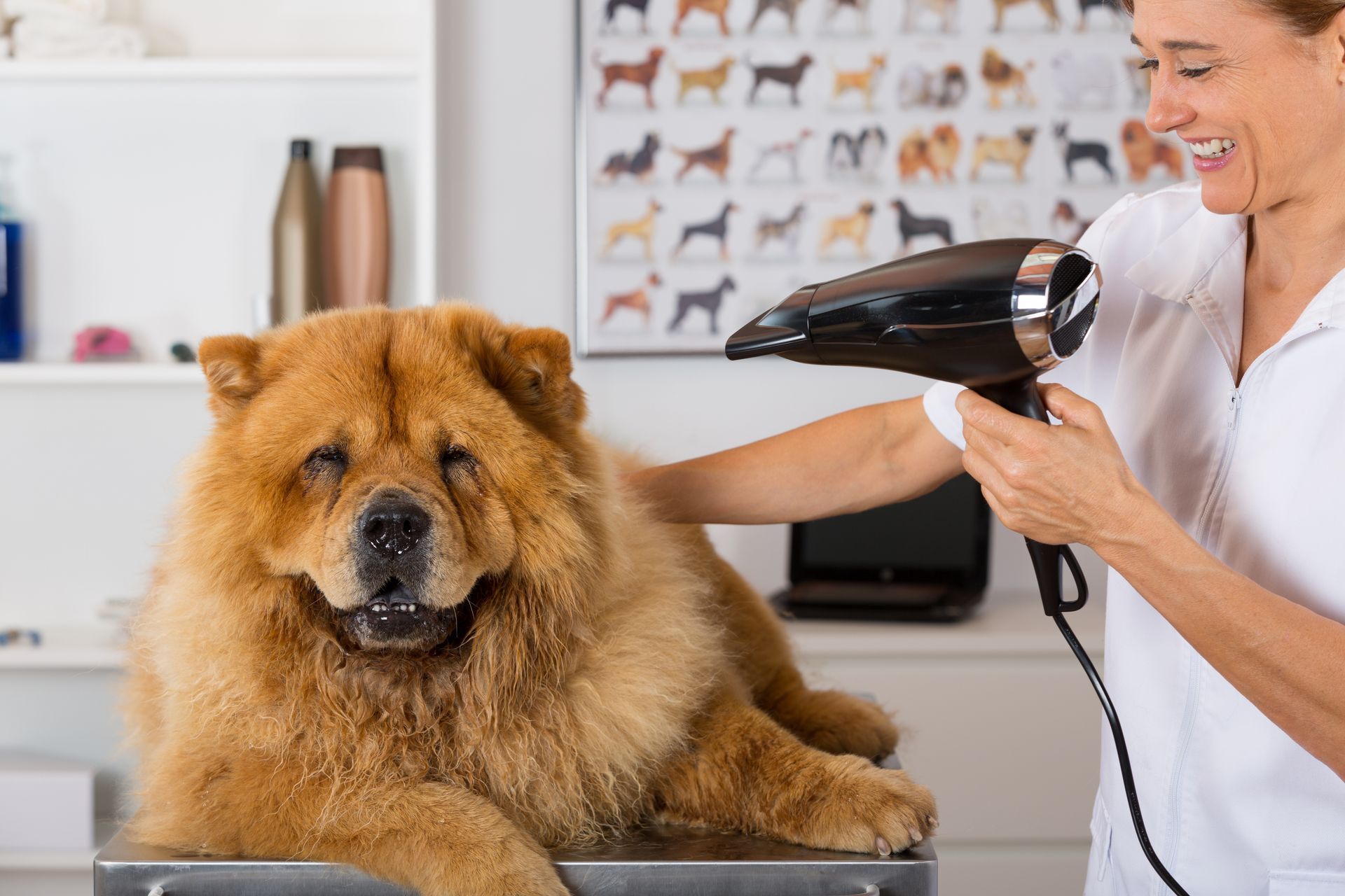 A groomer uses a black hair dryer on a fluffy, tan Chow Chow dog in a grooming salon.