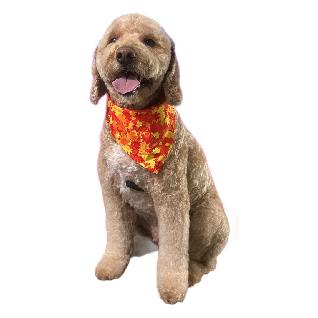 A light brown, curly-haired dog sits facing forward, wearing a bright orange leaf-patterned bandana with its tongue out.
