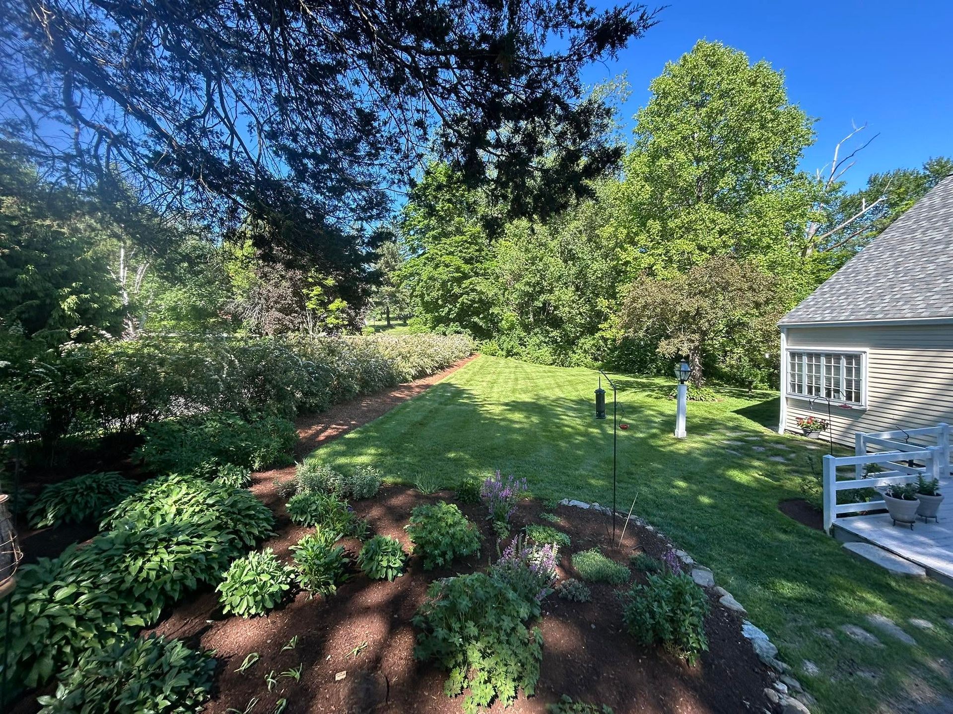Sunny backyard with green lawn, shrubs, and large trees beside a house.