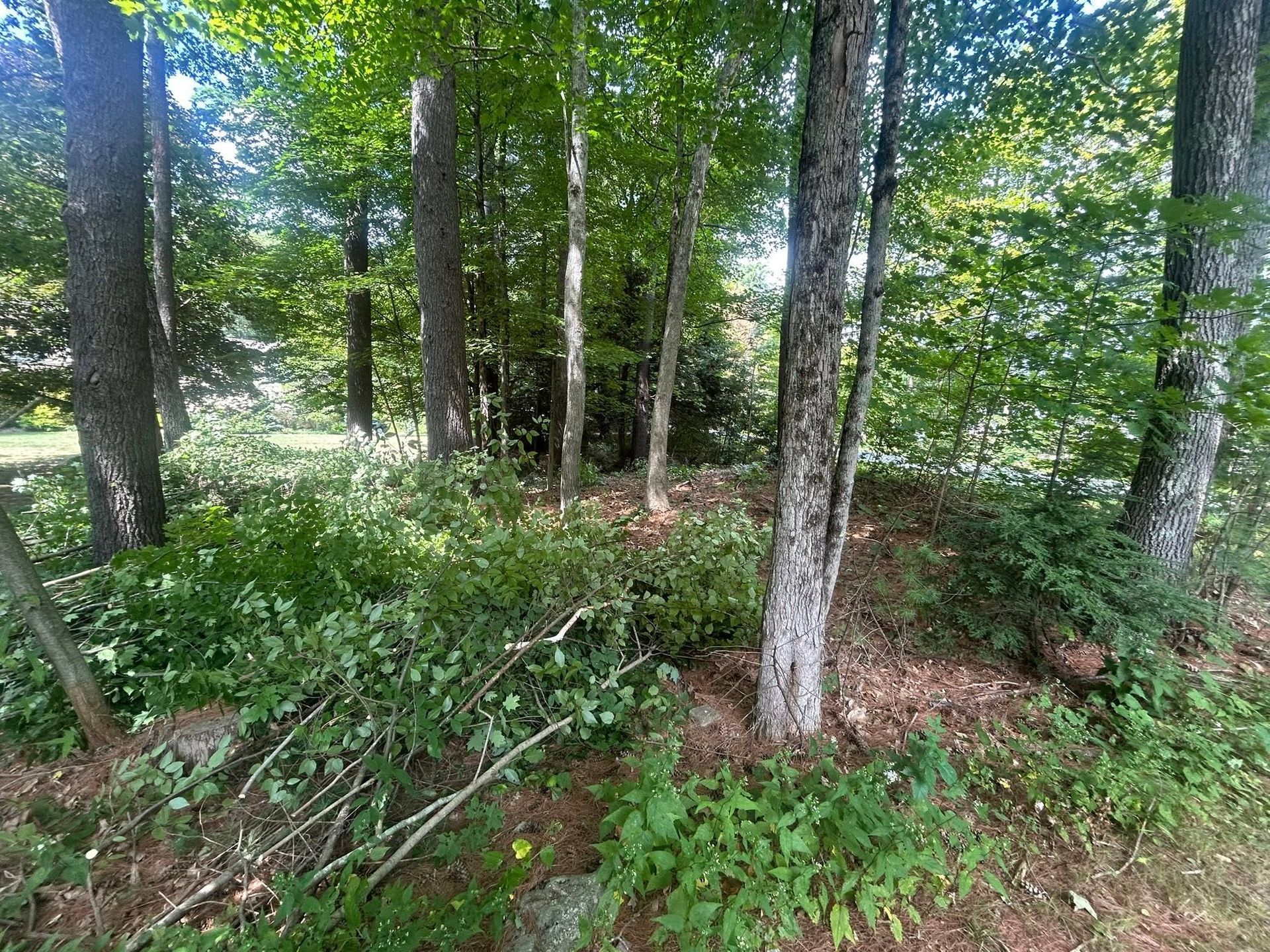 Dense green woodland with tall trees, undergrowth, and a leaf-covered forest floor