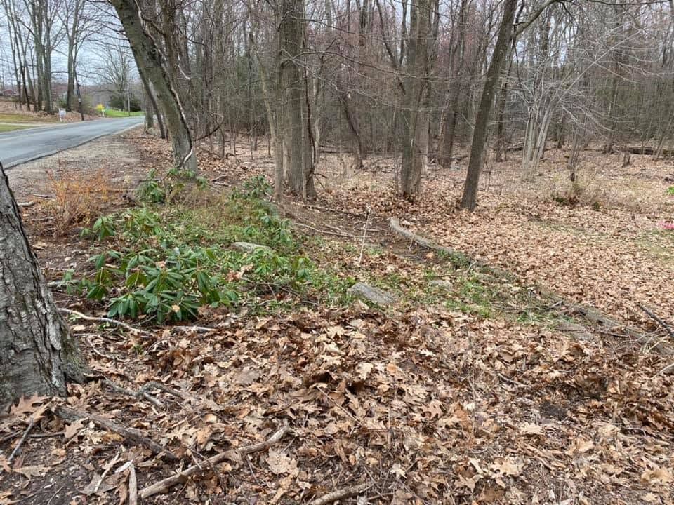 Leaf-covered wooded roadside with bare trees and a small green patch in late fall.