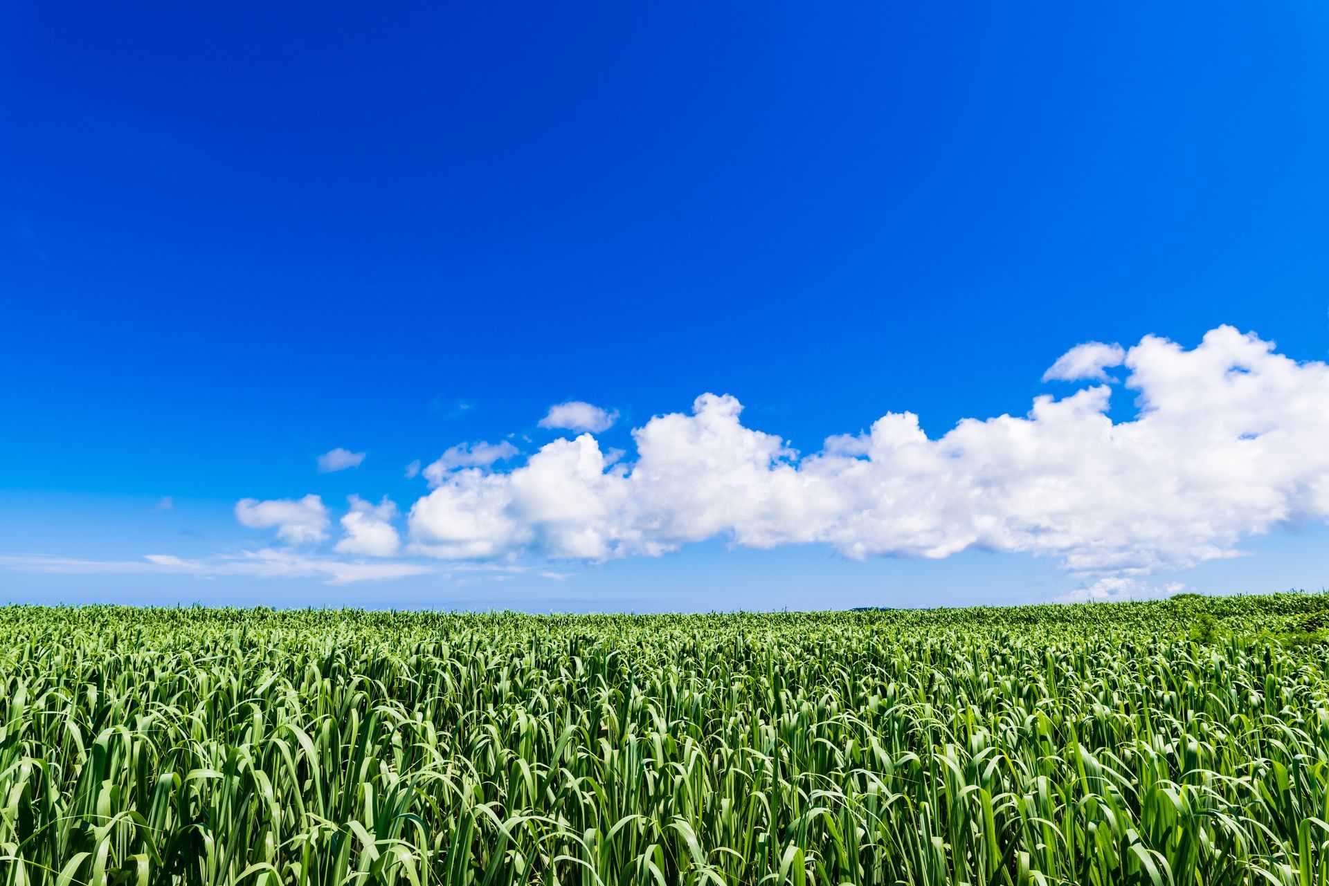 Green cornfield under a bright blue sky with scattered white clouds