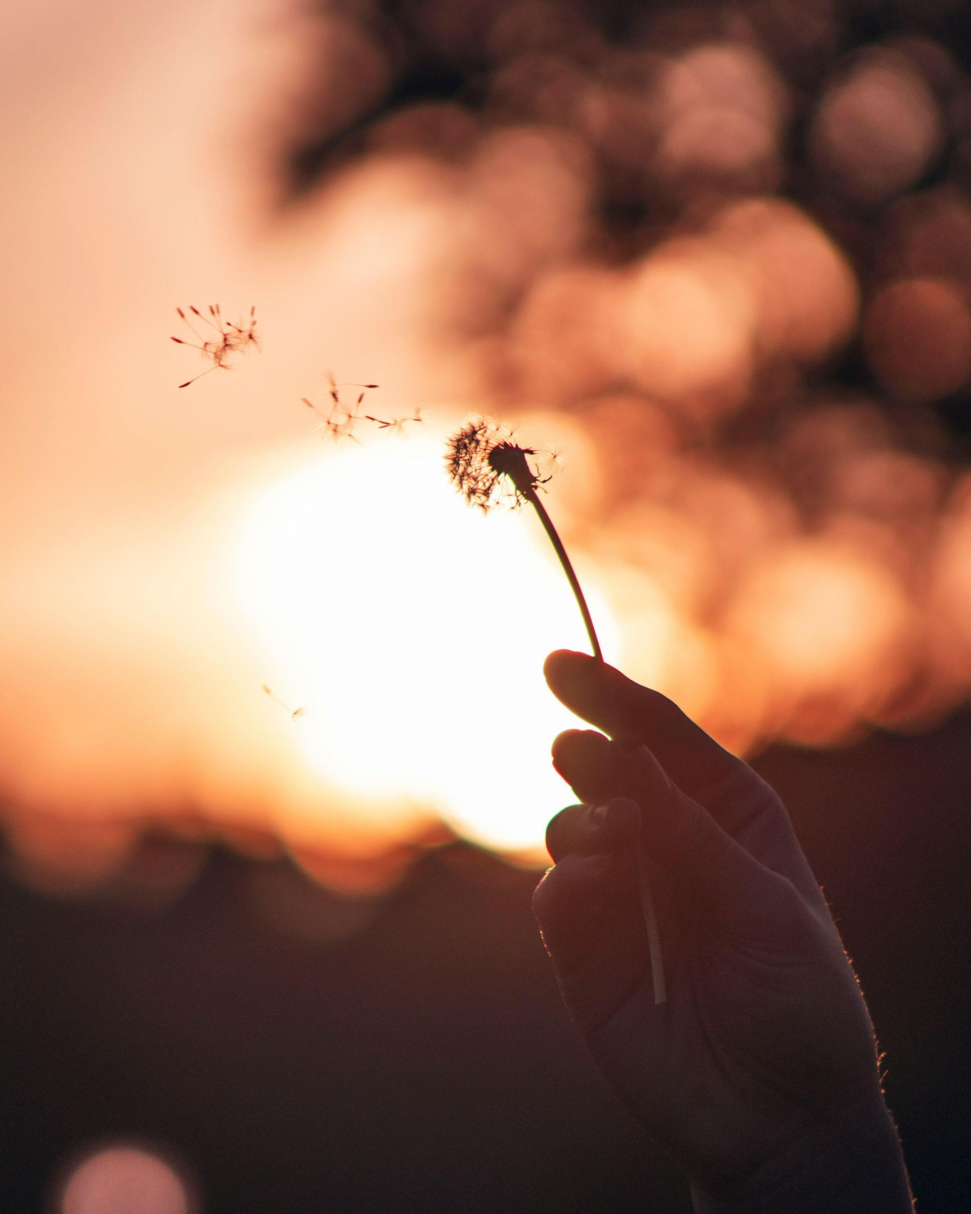 Blowing dandelion with sun in background.