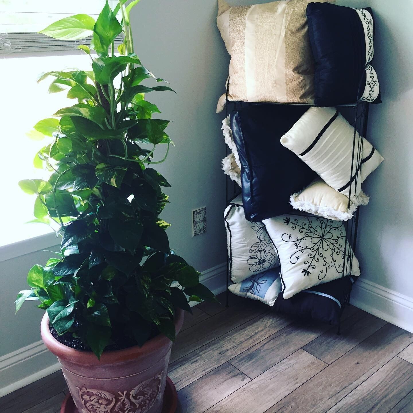 House Plant