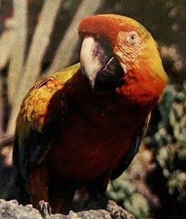 Parrot, Bird