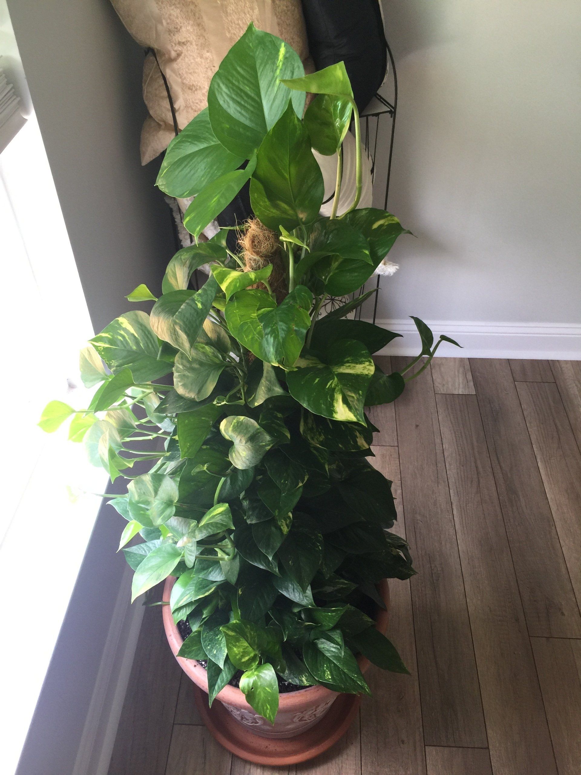 Plants, home