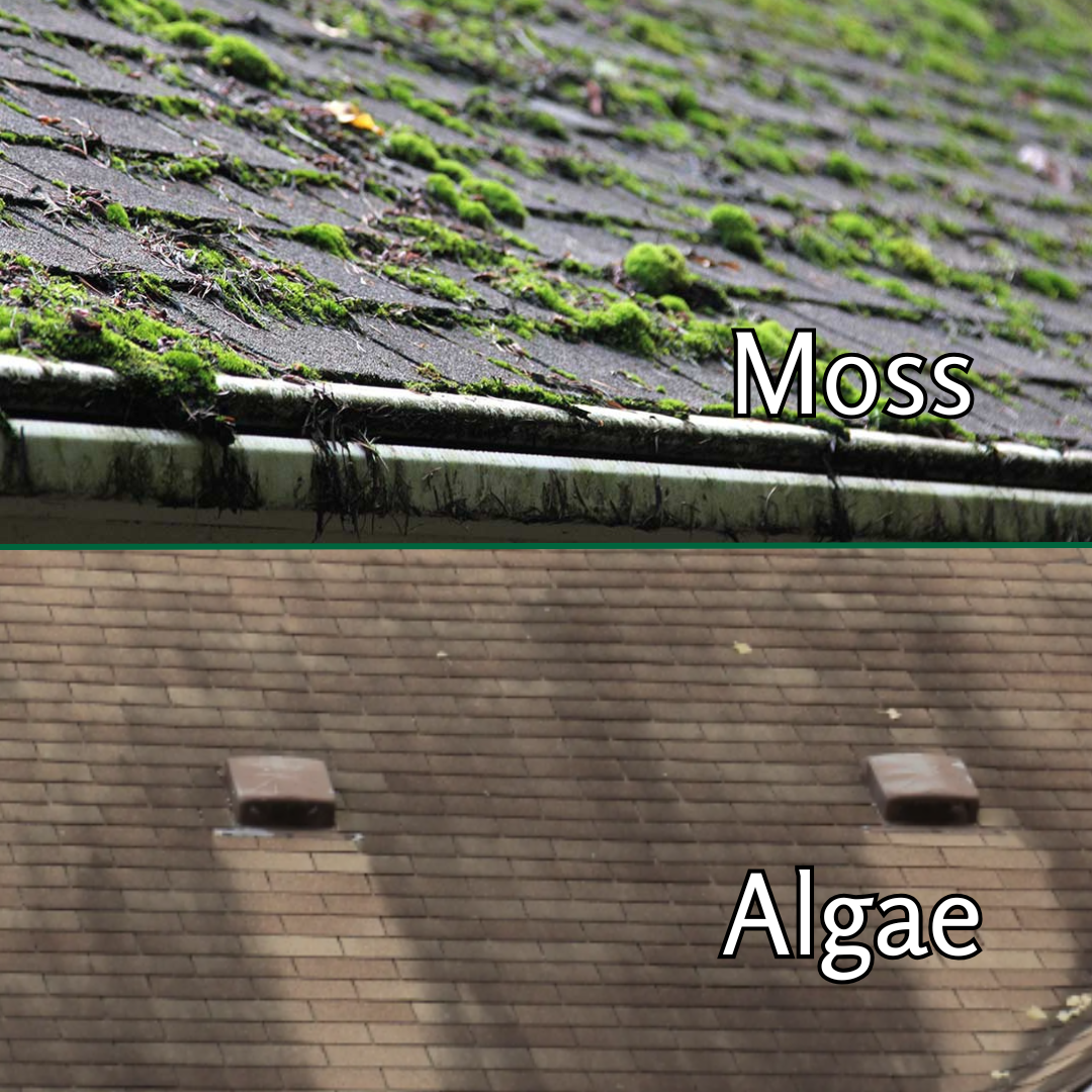 Top of a roof covered in green moss, and the bottom shows roof with black algae.