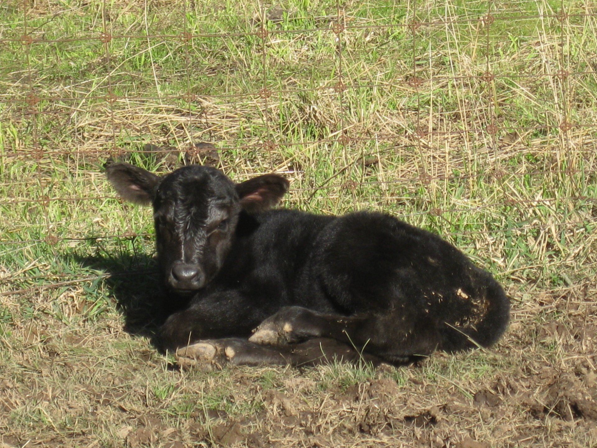 Angus+Calf+Image