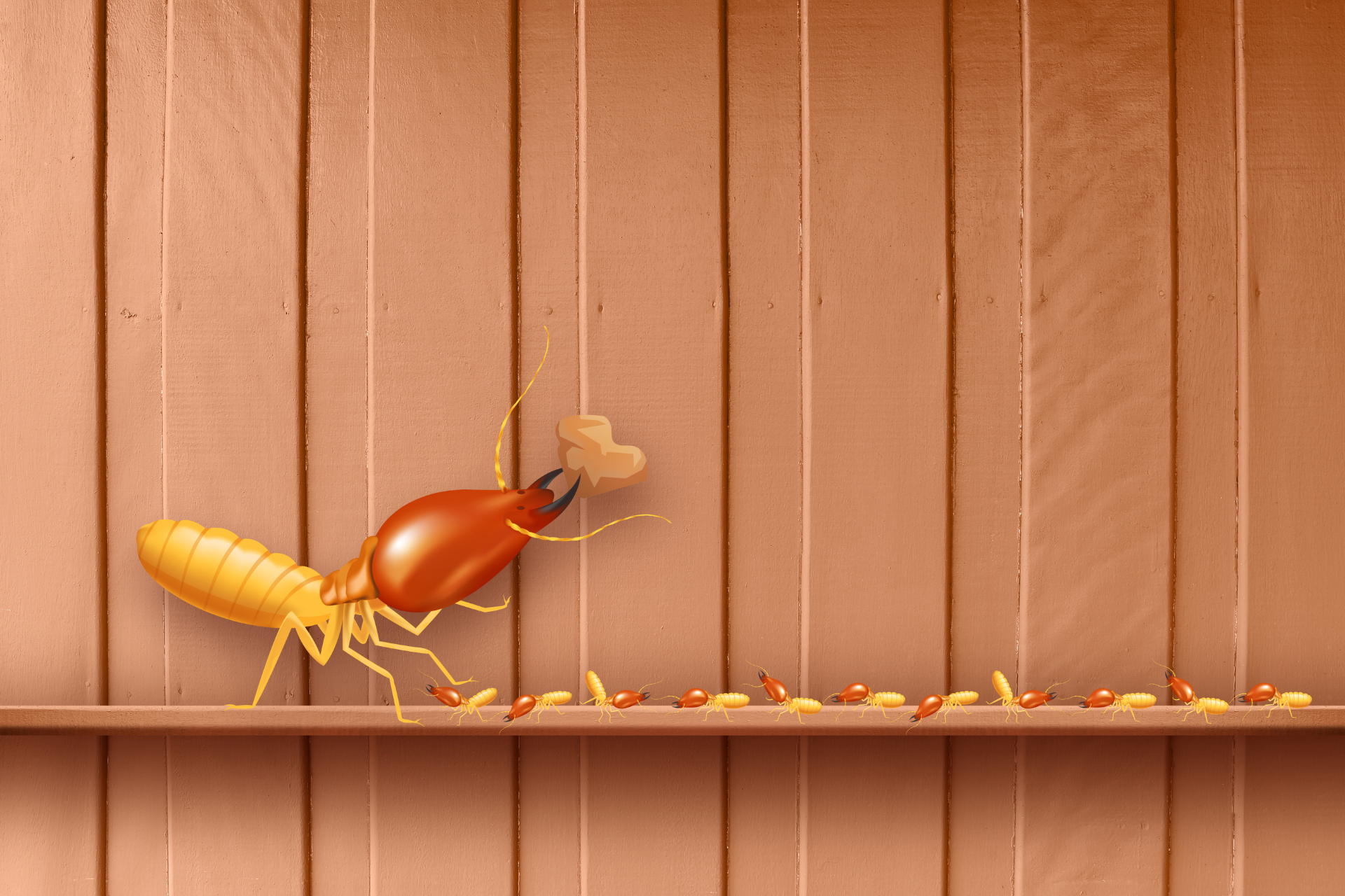 A termite is crawling on a wooden shelf.
