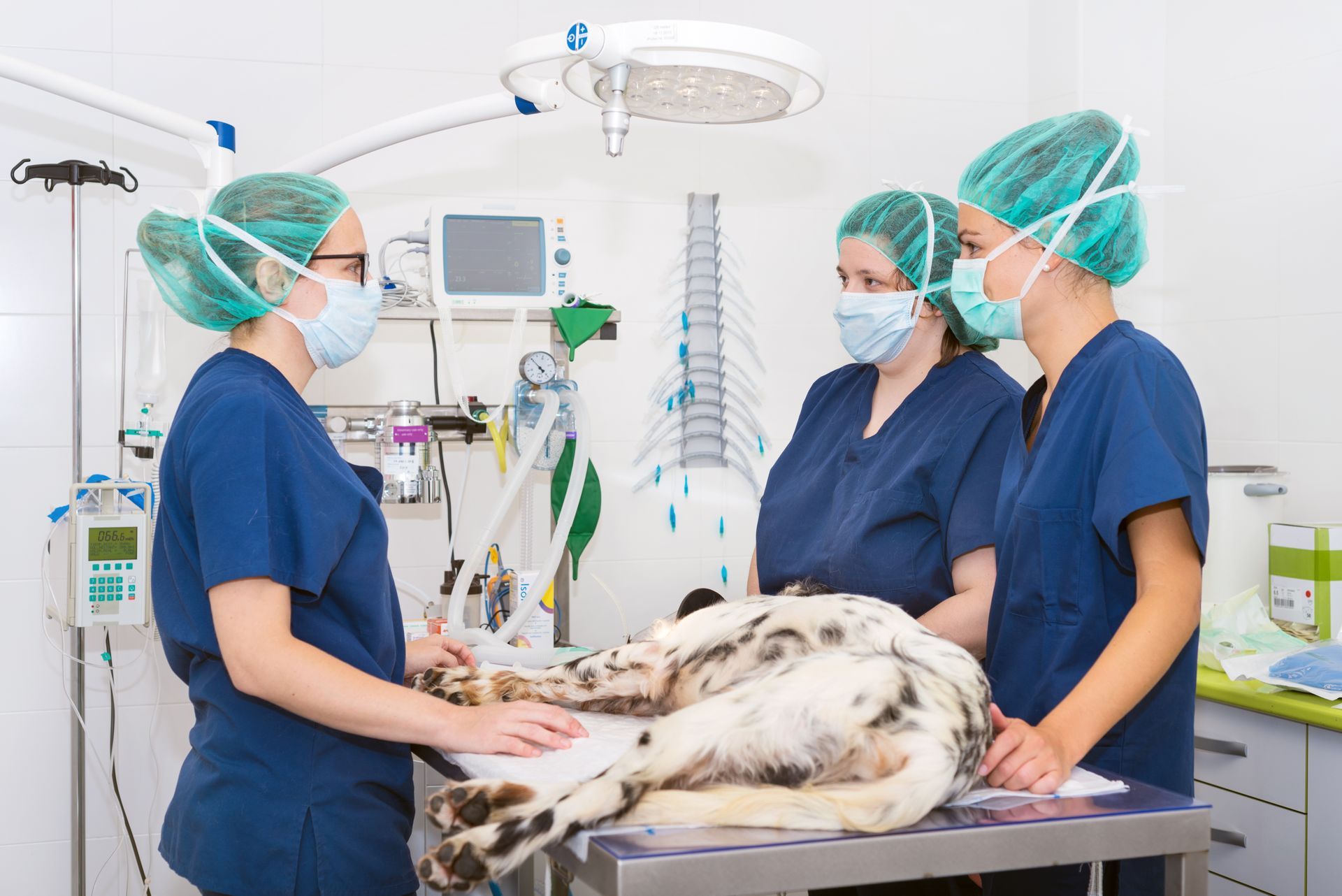 A team of veterinarians in the surgical room is preparing a dog for surgery.