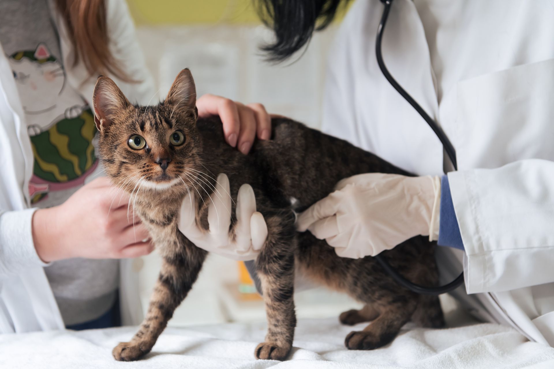 A veterinarian gently examining a cat during a first wellness visit at an animal hospital
