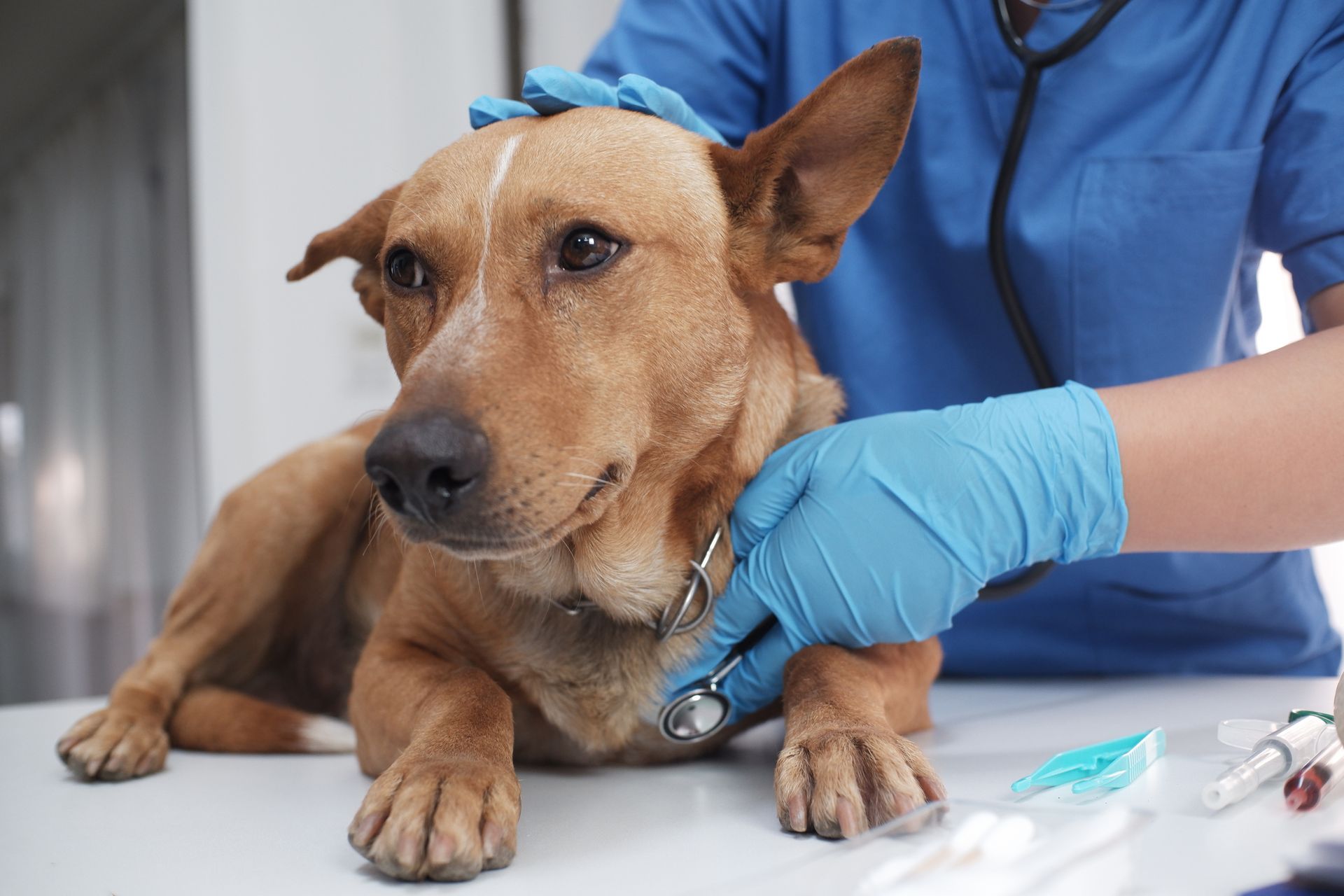 A veterinarian is treating a dog. A veterinarian is treating a dog.