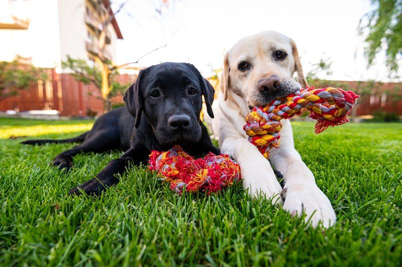 Dogs With Breed — Bartlett, TN — Wolfchase Animal Hospital