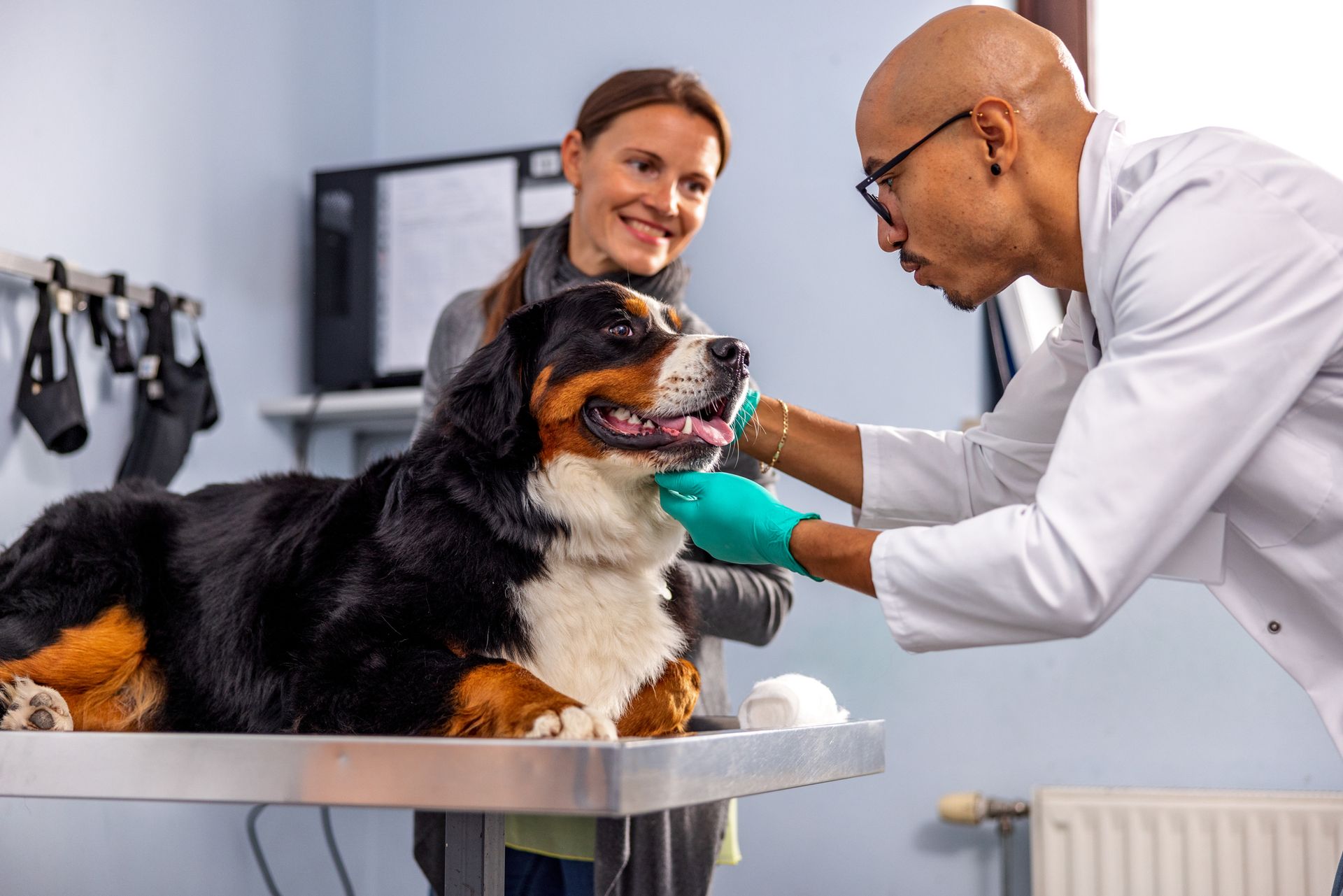 Beautiful Bernese Mountain Dog Enjoying At Veterinarian
| Arlington, TN | Wolfchase Animal Hospital
