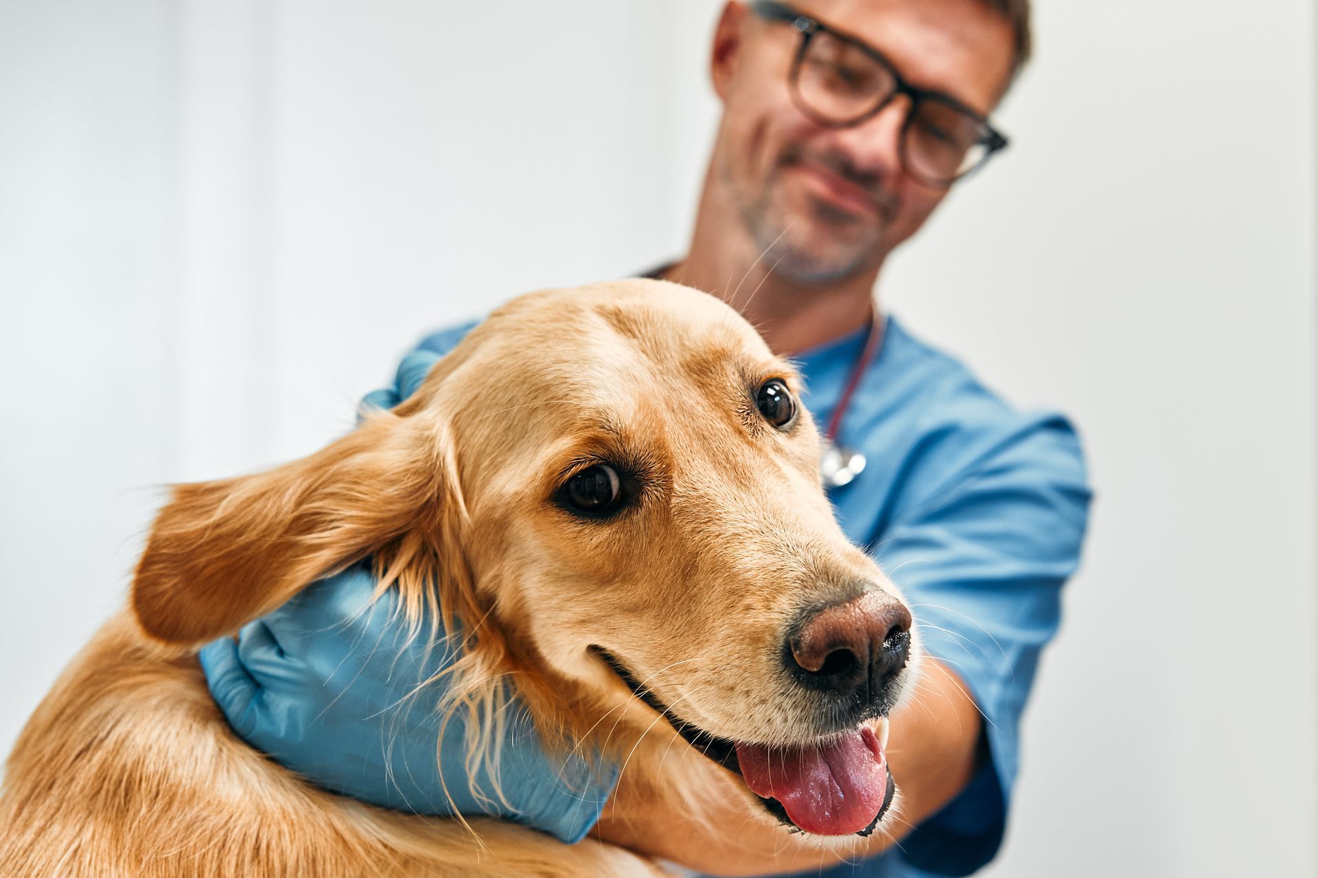 A veterinarian examining a golden retriever dog in the office of a modern animal care hospital. A veterinarian examining a golden retriever dog in the office of a modern animal care hospital.