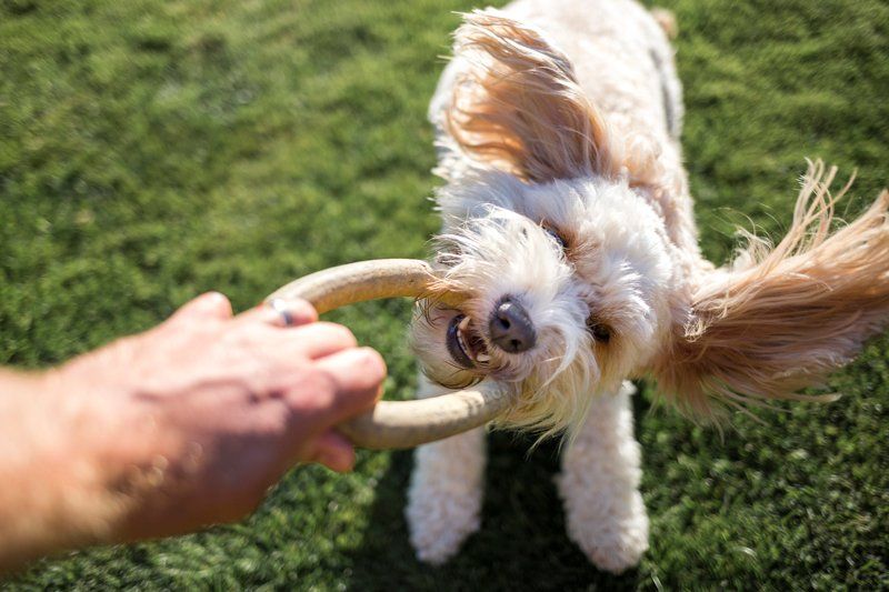 Dog Playing — Bartlett, TN — Wolfchase Animal Hospital