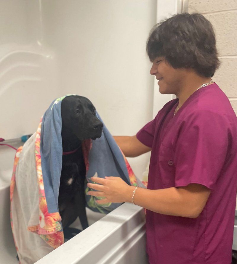 Pet Grooming — Bartlett, TN — Wolfchase Animal Hospital