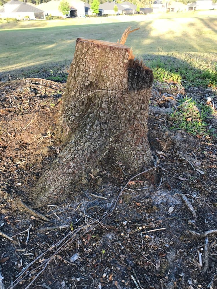 Tree Stump — Excavators in Wedderburn