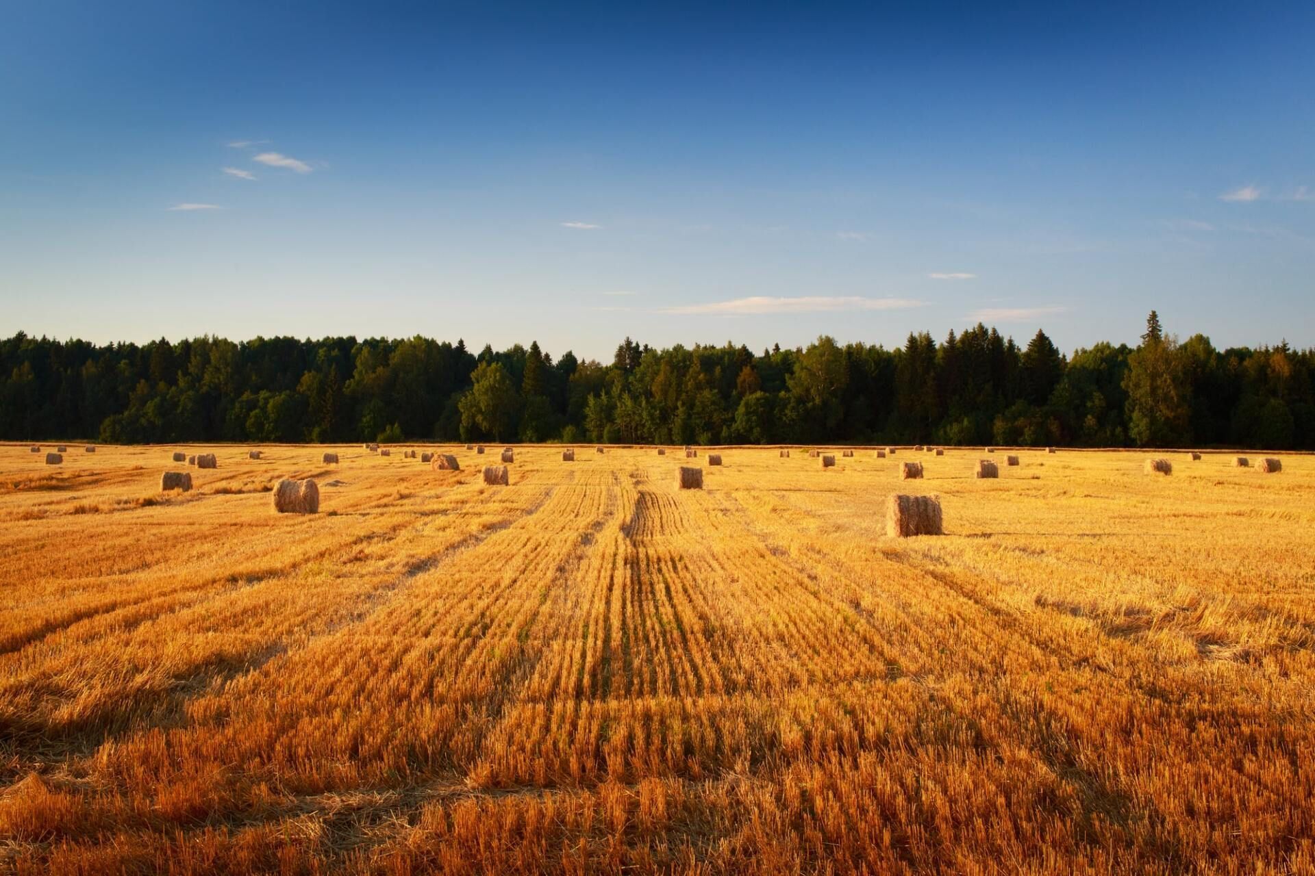 Golden wheat field with hay bales under a blue sky and a dark tree line in the distance