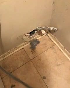 Dirty Dryer Vent - Bluffton, SC - Ugly Duct Cleaning