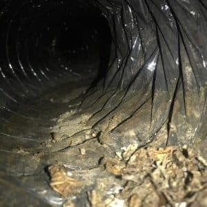 Duct With Coachroach - Bluffton, SC - Ugly Duct Cleaning