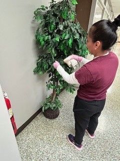 A woman is cleaning a potted plant in a hallway.