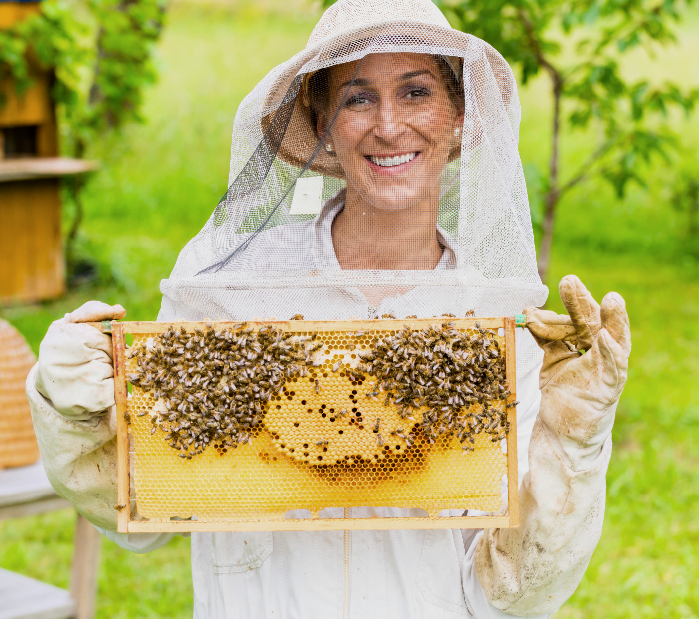 A woman in a beekeeper suit is holding a frame of bees.