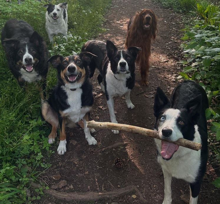 Group of dogs on a path. Mostly black and white, one red. One dog holds a stick, many smiling.